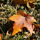 Illustration for article titled Shooting Challenge Fall Leaves Gallery 2